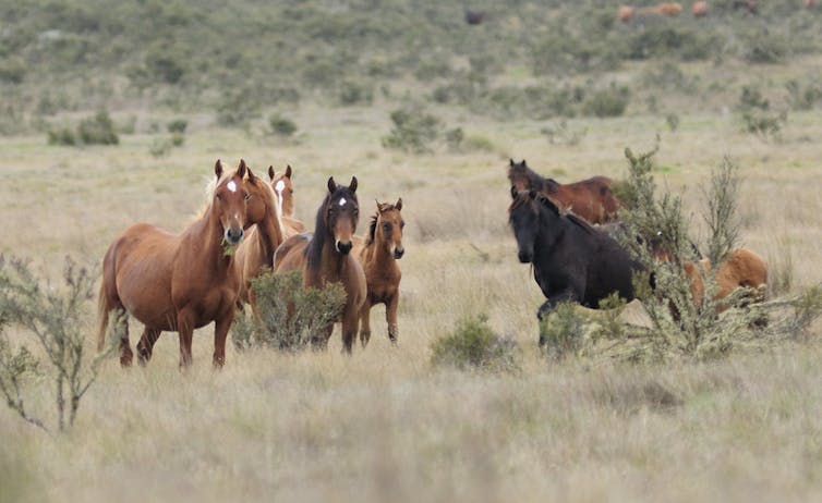 Curious Kids: why don't horses sit or lie down even while sleeping?