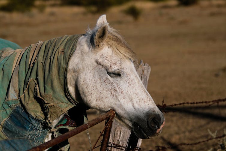 why don't horses sit or lie down even while sleeping?