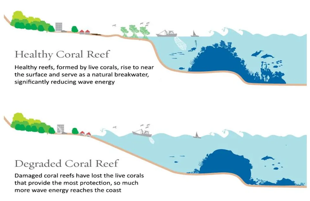 Protect Reef Coral reefs provide flood protection worth $1.8 billion every year – it ...