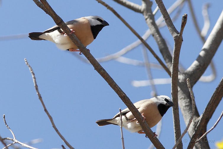 Why Adani's finch plan was rejected, and what comes next