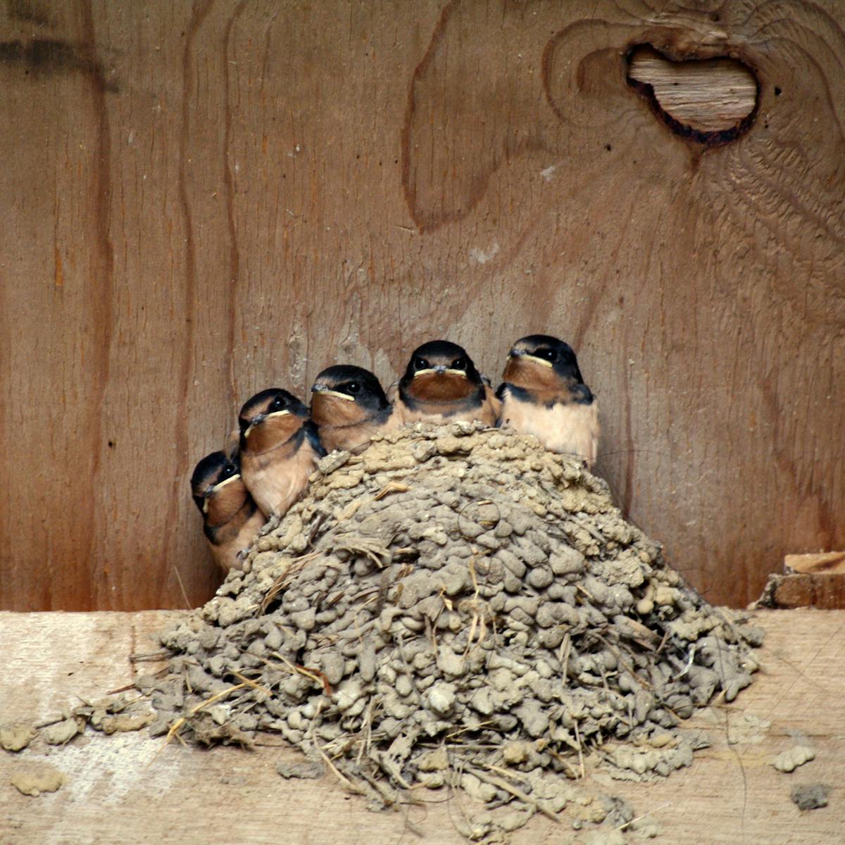 Curious Kids Where Do Swallows Sleep Curious Kids Where Do Swallows Sleep