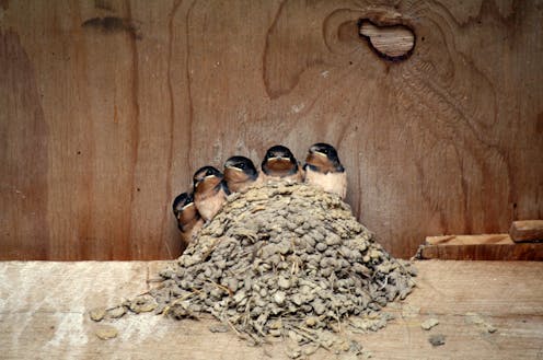 Curious Kids: where do swallows sleep?