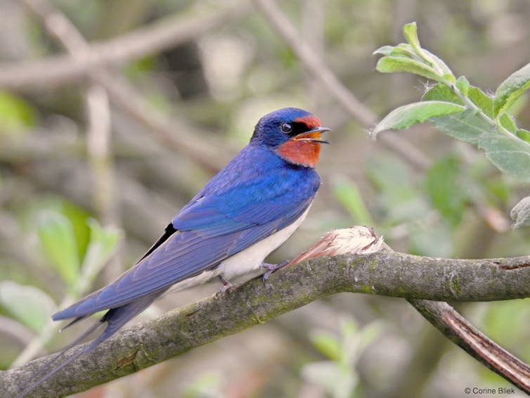 Curious Kids: where do swallows sleep?