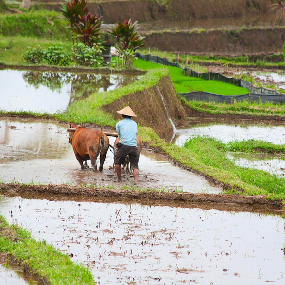 Cetak Sawah Jokowi Tak Penuhi Target Perlu 20 200 Tahun Cetak Sawah Jokowi Tak Penuhi Target Perlu 20 200 Tahun
