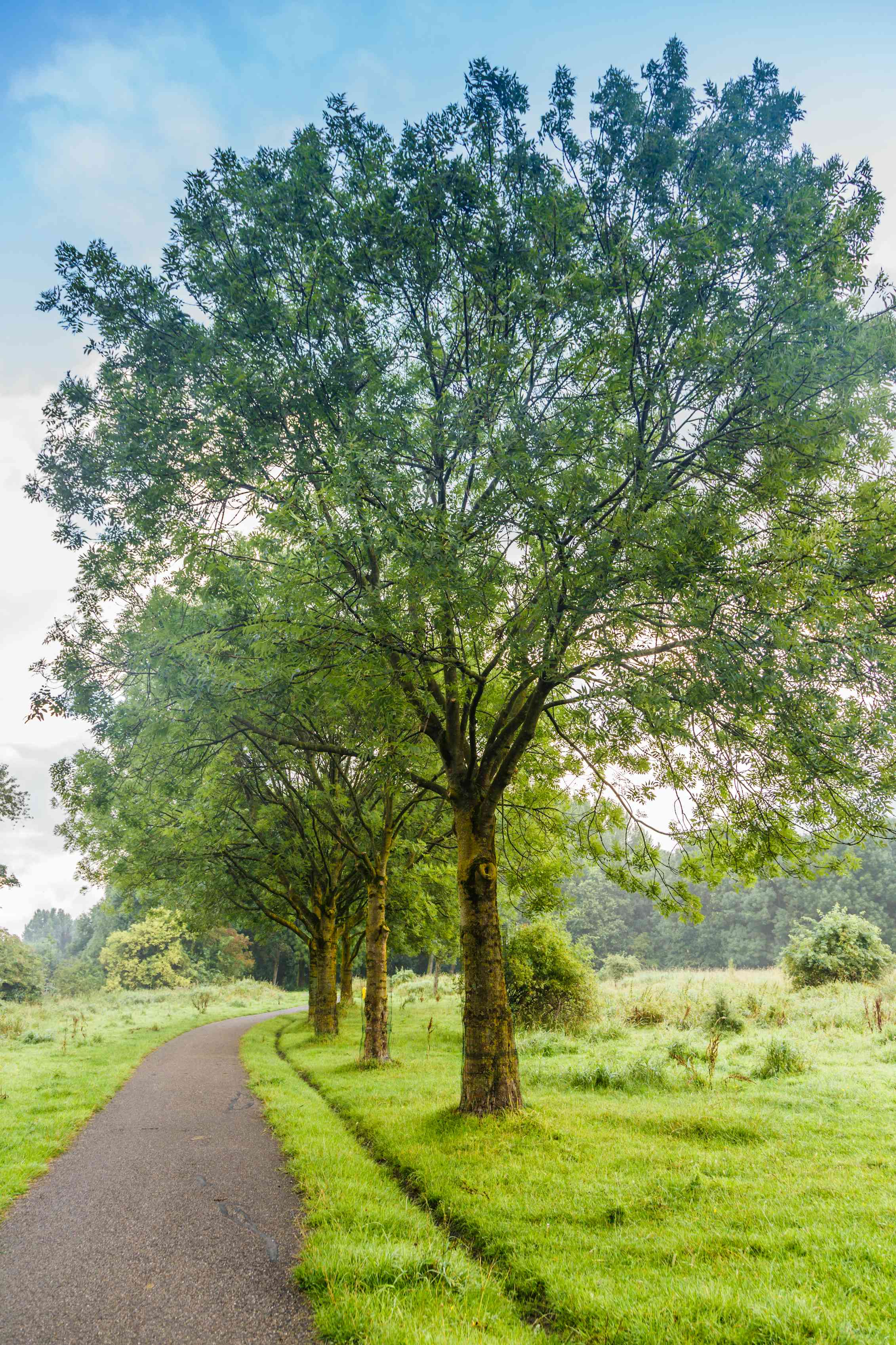 Ash dieback: one of the worst tree disease epidemics could kill 95% of UK’s ash trees