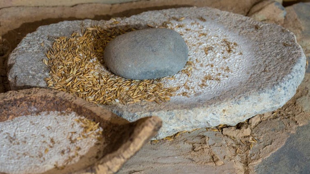 Makanan Olahan Yang Lebih Lembut Ubah Cara Manusia Purba Berbicara