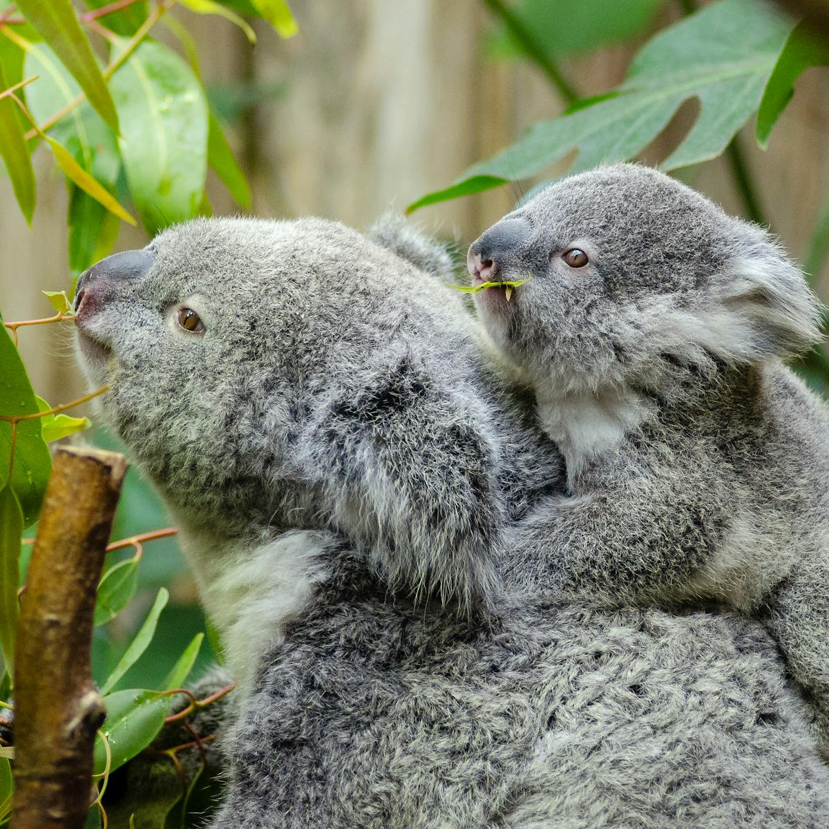 A Report Claims Koalas Are Functionally Extinct But What Does
