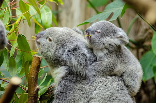 A report claims koalas are 'functionally extinct' – but what does that mean?