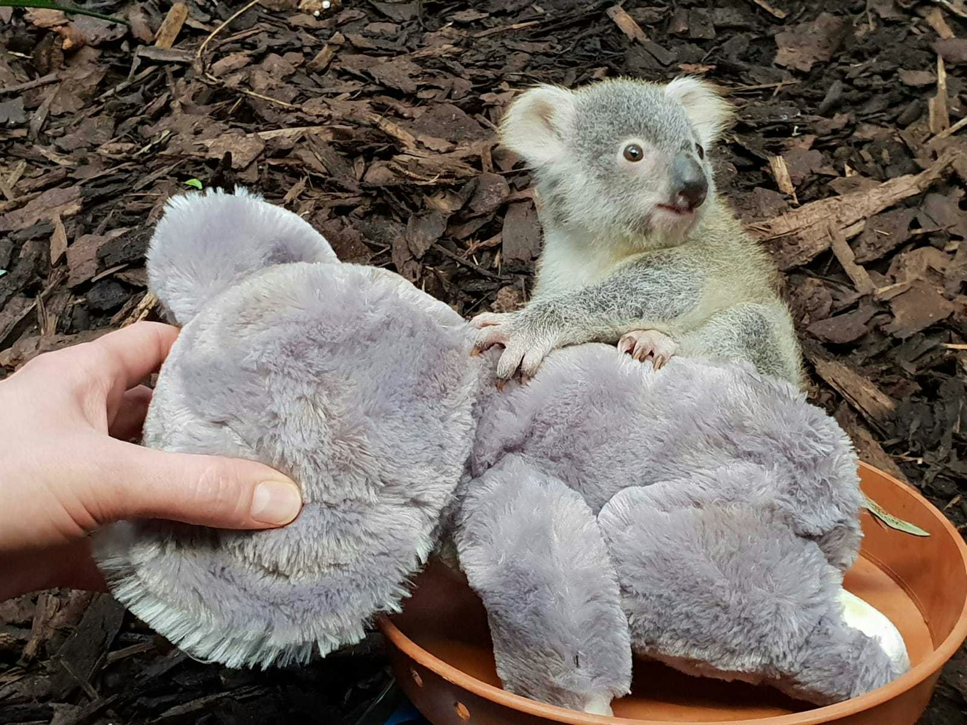 koala bear predators
