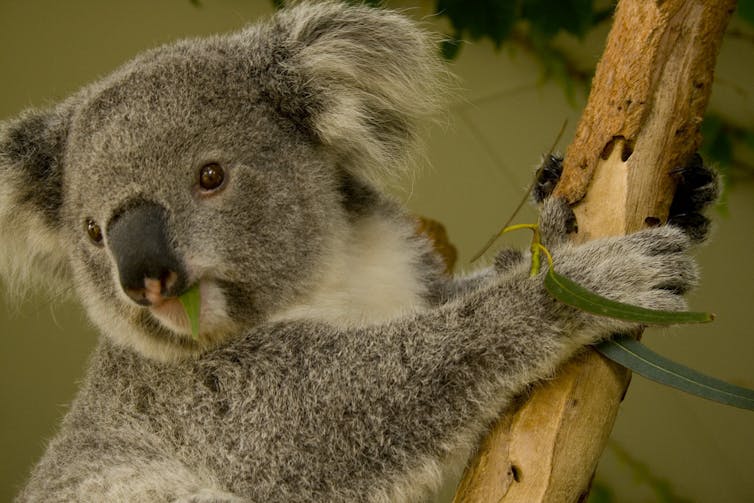 A report claims koalas are 'functionally extinct' – but what does that mean?