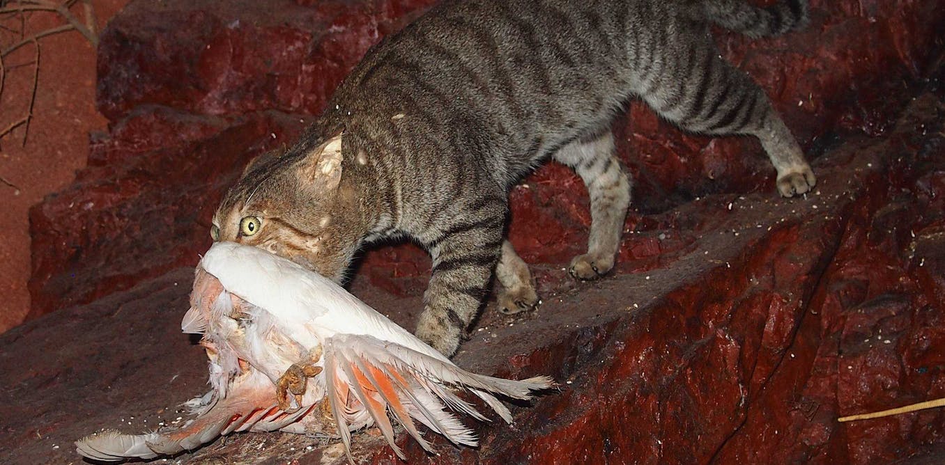 Why Australia needs to kill cats Why Australia needs to kill cats
