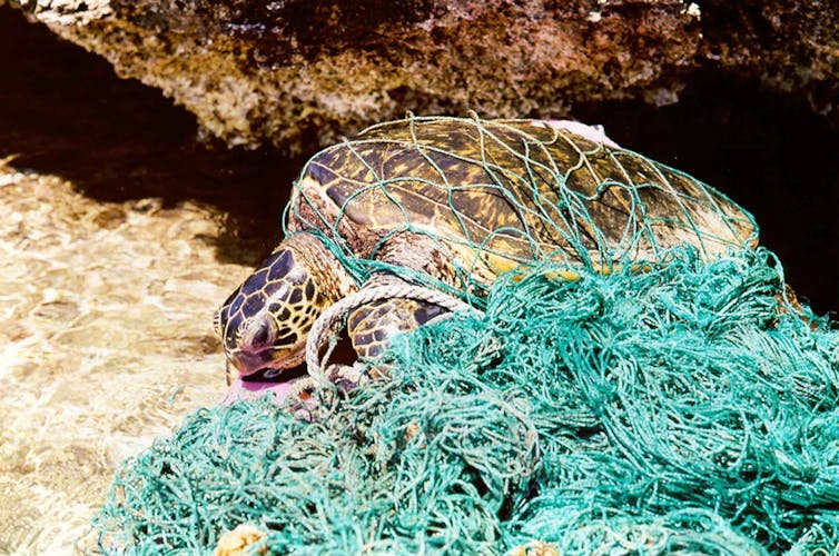 Al quedarse enredadas en el agua, tortugas no pueden subir a respirar. NOAA PIFSC/Flickr, CC BY