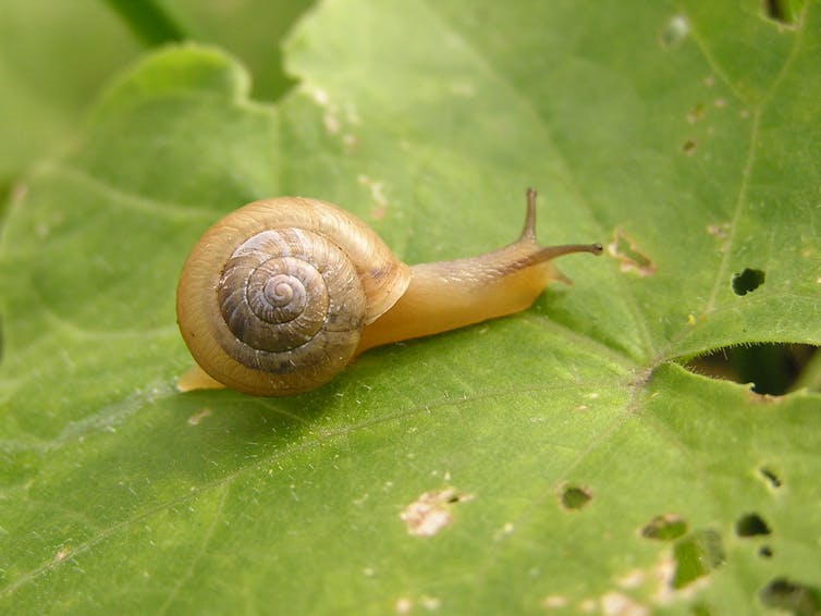 Curious Kids: can snails fart?