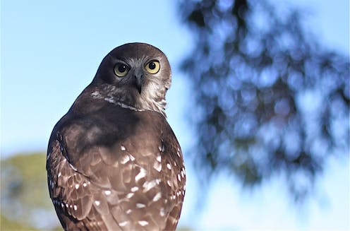 Invasive species are Australia's number-one extinction threat