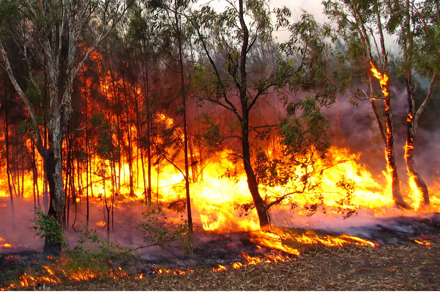 Bushfires Introduction Curious Kids: how do bushfires start?