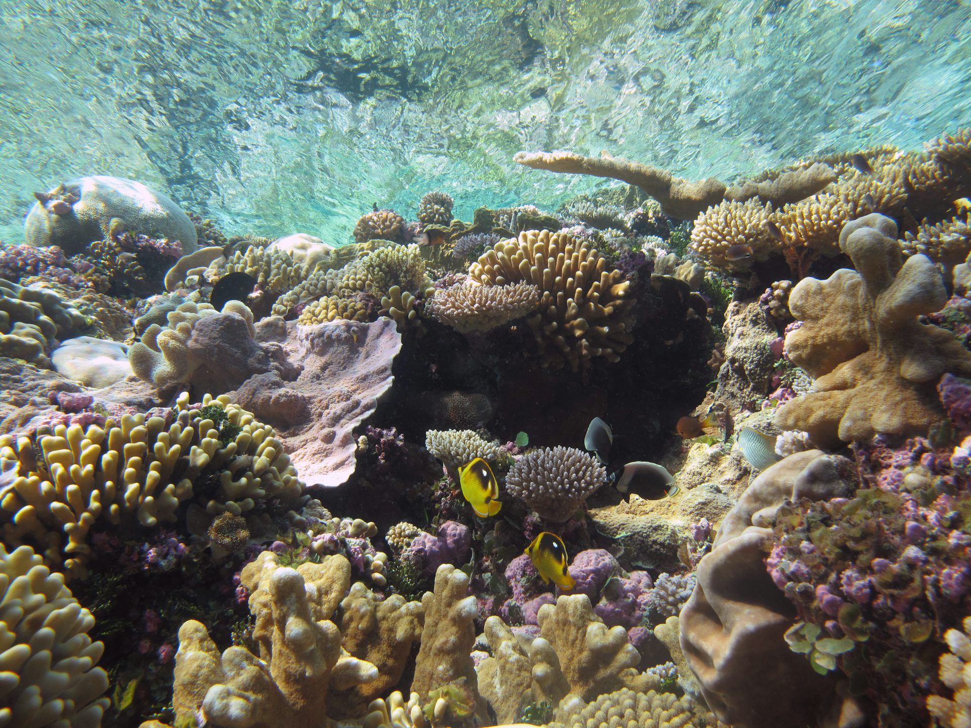 Heat-tolerant Corals Can Create Nurseries That Are Resistant To Bleaching