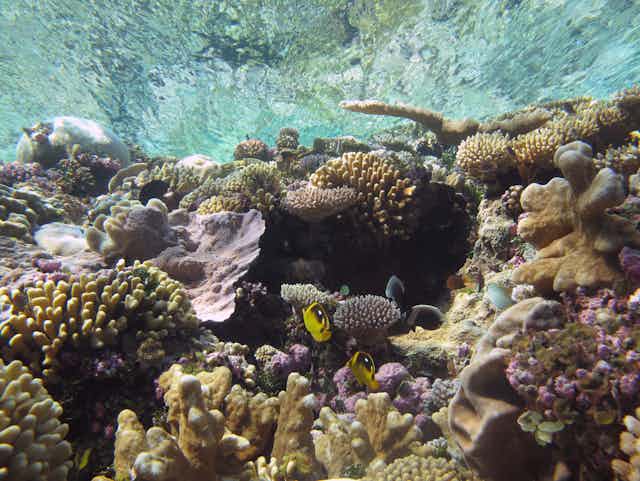 A coral reef with two yellow tropical fish and the water surface above.