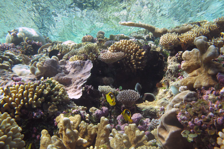 A coral reef with two yellow tropical fish and the water surface above.