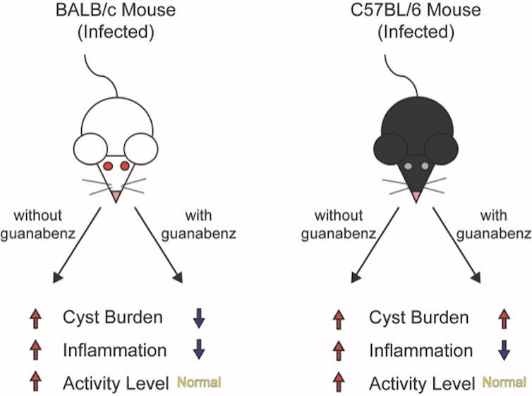 Is the brain parasite _Toxoplasma_ manipulating your behavior, or is your immune system to blame?