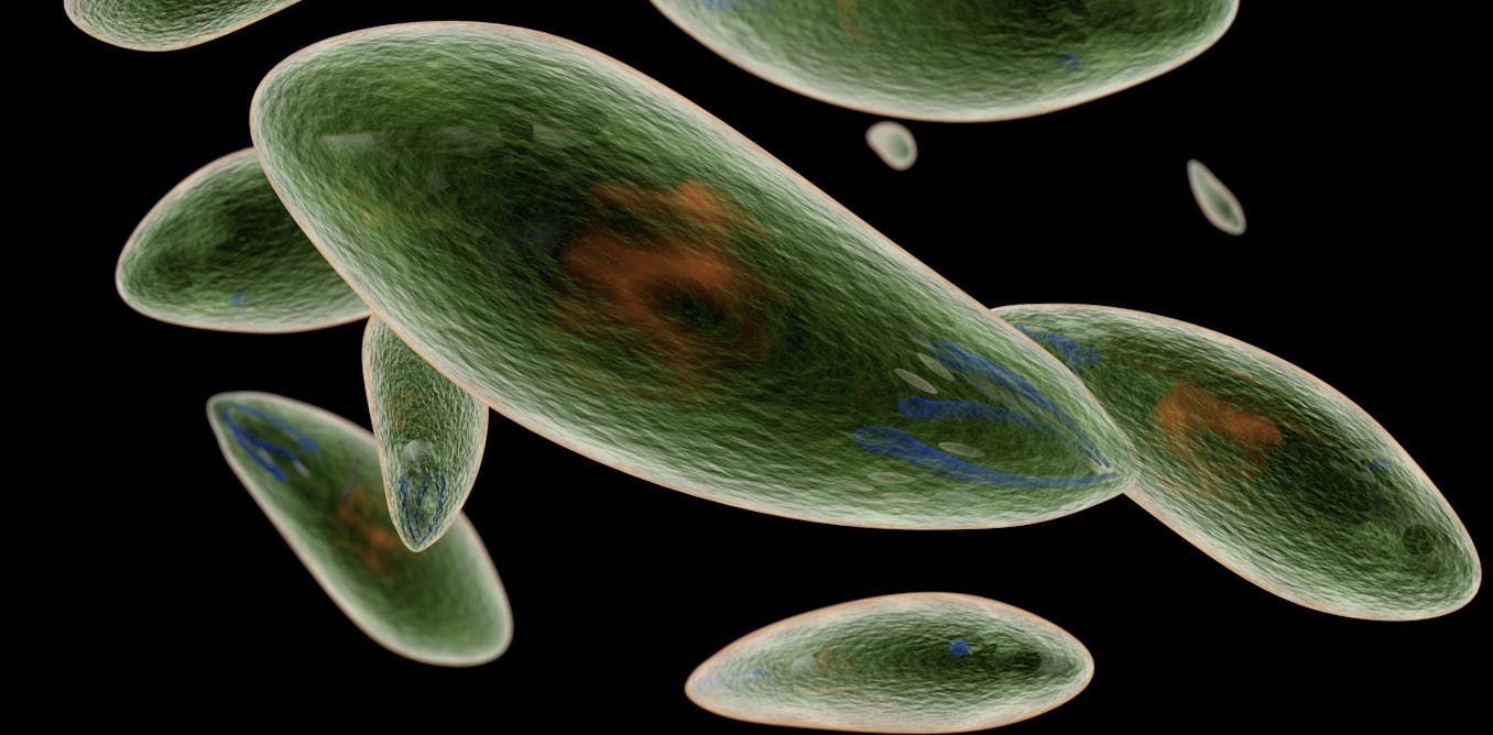 Токсоплазмы гондии