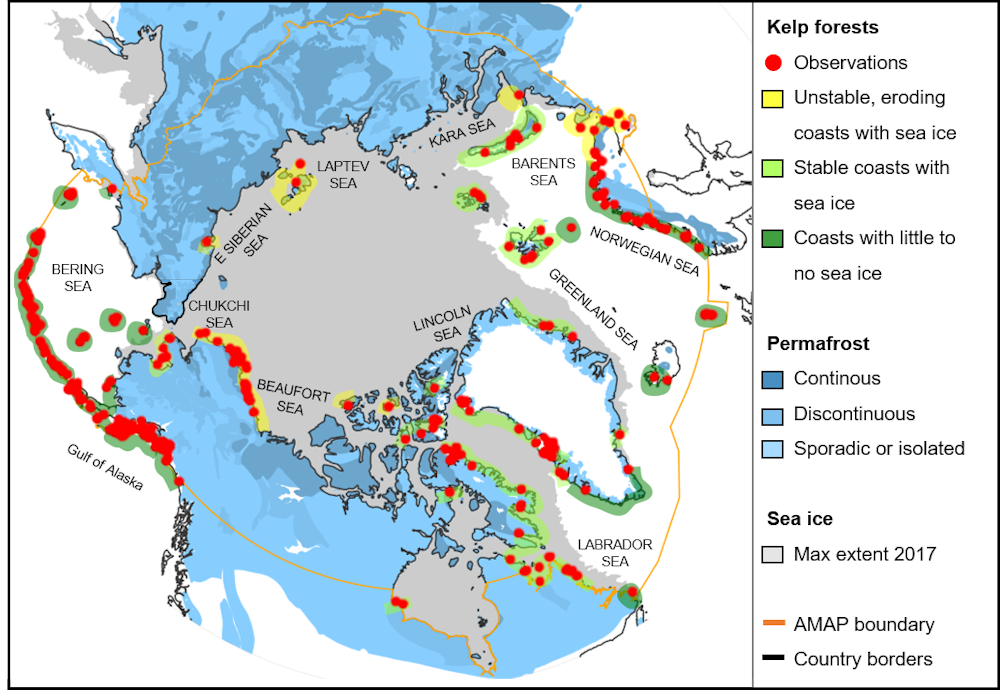  Locations of kelp forests in the Arctic. Based on 1,179 scientific records. Credit: Karen Filbee-Dexter, Author provided 