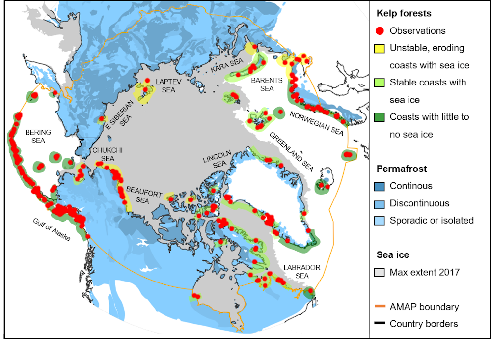 Locations of kelp forests in the Arctic. Based on 1,179 scientific records. Credit: Karen Filbee-Dexter, Author provided Locations of kelp forests in the Arctic. Based on 1,179 scientific records. Credit: Karen Filbee-Dexter, Author provided