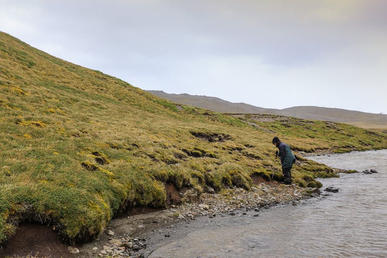 How I stumbled on a lost plant just north of Antarctica