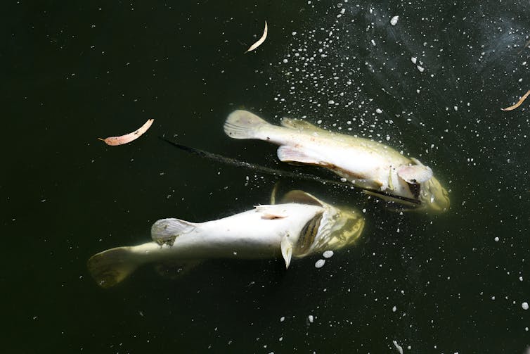 A referendum won't save the Murray-Darling Basin