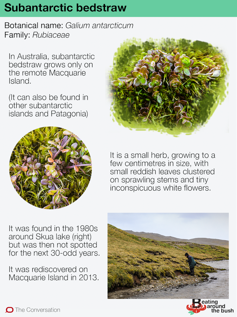 How I stumbled on a lost plant just north of Antarctica