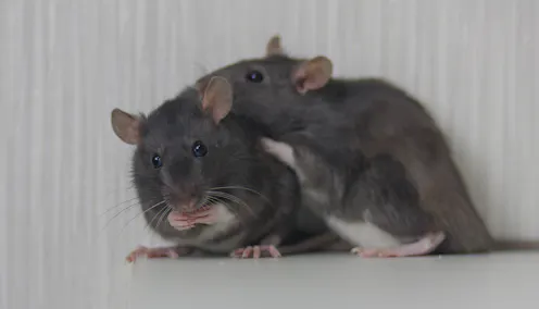Labb Ratt lab rat – News, Research and Analysis – The Conversation – page 1
