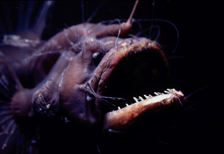 Curious Kids: how would the disappearance of anglerfish affect our environment?
