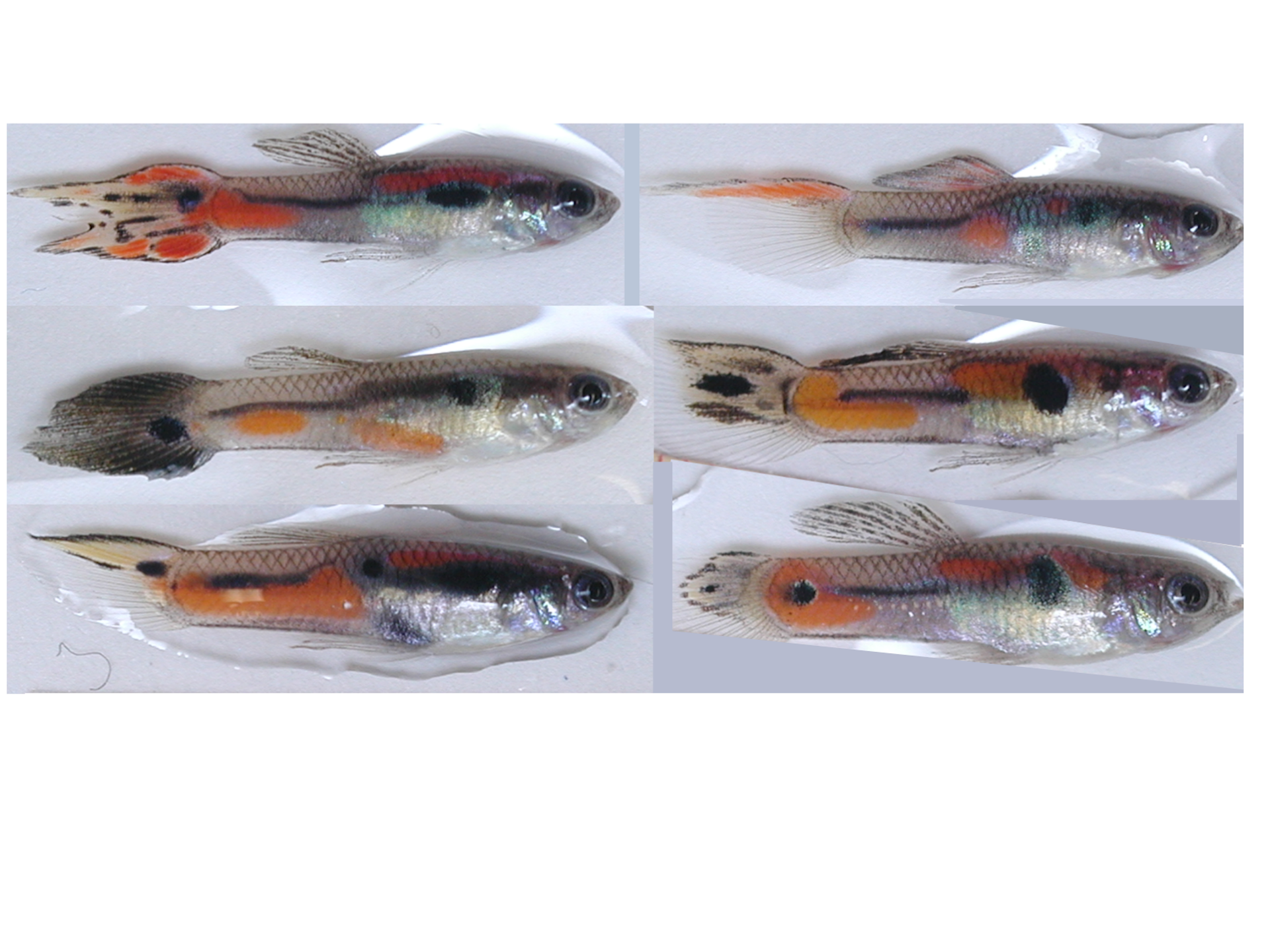 Guppy Colors Chart