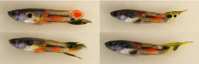 Boredom in the mating market: Guppies demonstrate why it’s good to stand out