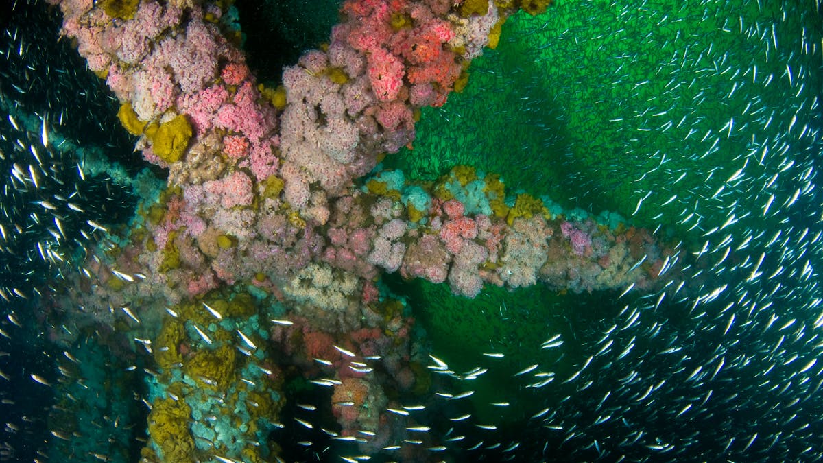 Retired Oil Rigs Off The California Coast Could Find New Lives As