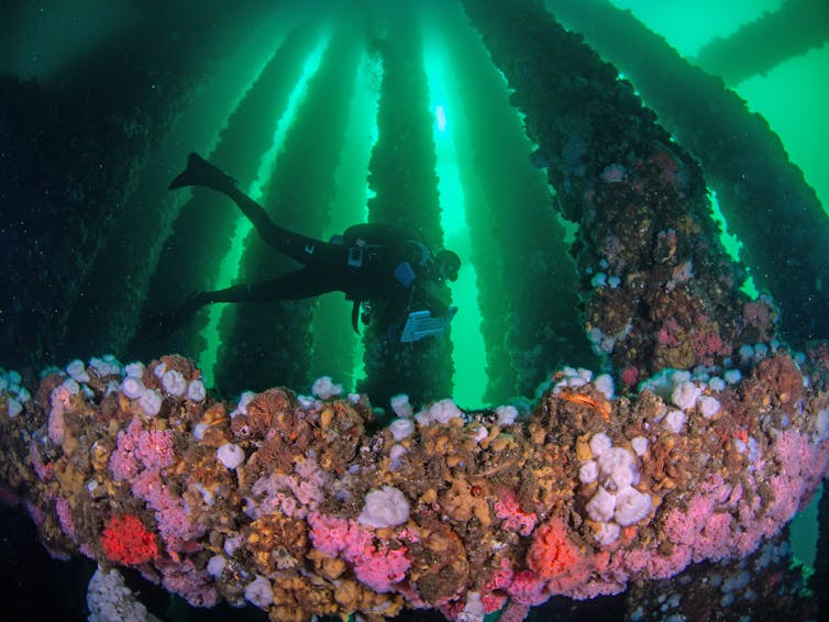 Retired oil rigs off the California coast could find new lives as artificial reefs