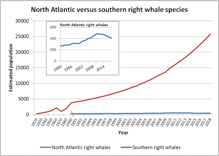 High-tech fishing gear could help save critically endangered right whales