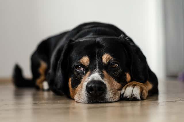 Painstaking veterinary forensics work helps combat animal abuse