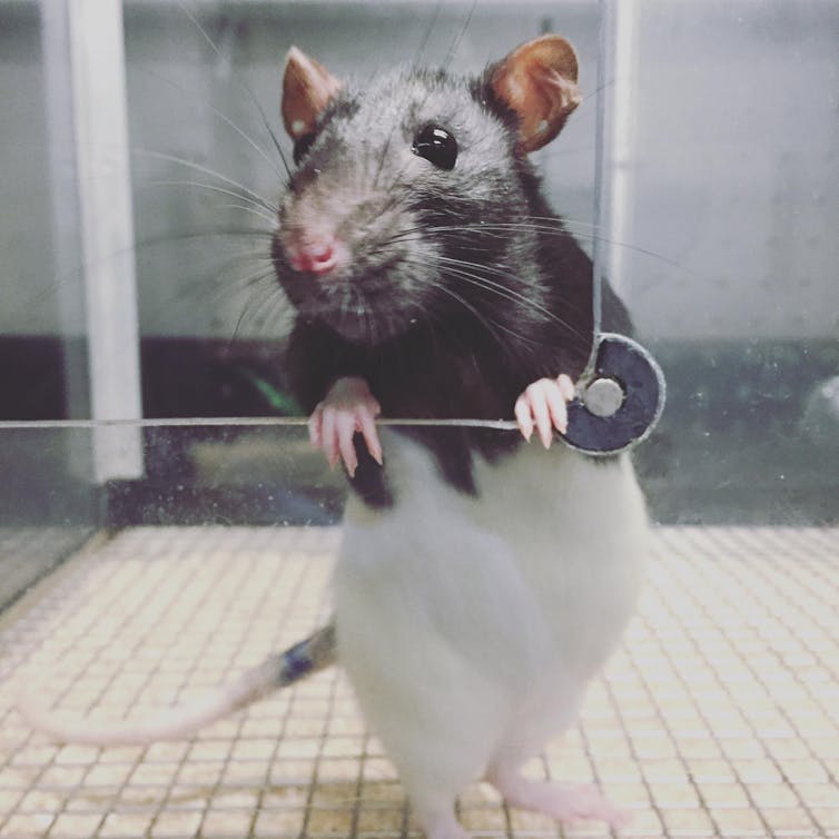 Una rata en el laboratorio de la Universidad de Concordia.
