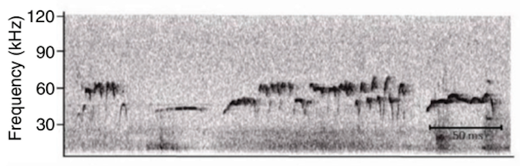 Una representación de vocalizaciones ultrasónicas de una mujer en respuesta a la estimulación del clítoris. Los diferentes patrones que se muestran están asociados con efectos positivos.