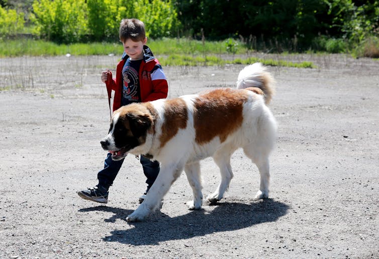 the evolution of dog breeding