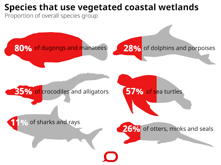 From sharks in seagrass to manatees in mangroves, we've found large marine species in some surprising places