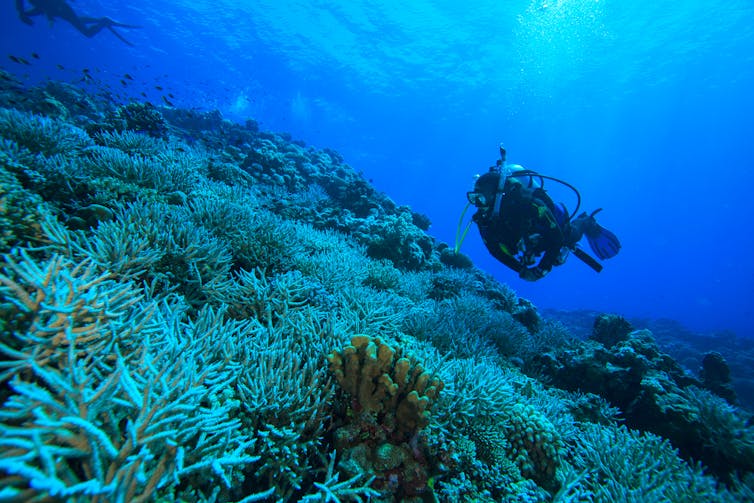 ‘Bright white skeletons’: some Western Australian reefs have the lowest coral cover on record