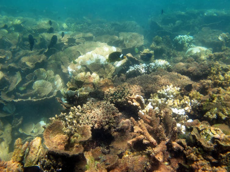 ‘Bright white skeletons’: some Western Australian reefs have the lowest coral cover on record