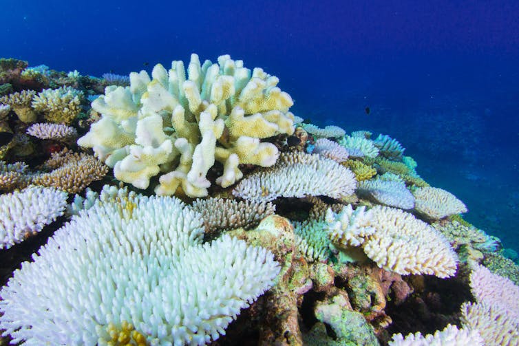 ‘Bright white skeletons’: some Western Australian reefs have the lowest coral cover on record