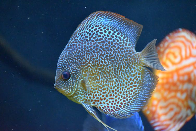 Curious Kids: how do sea creatures drink sea water and not get sick?