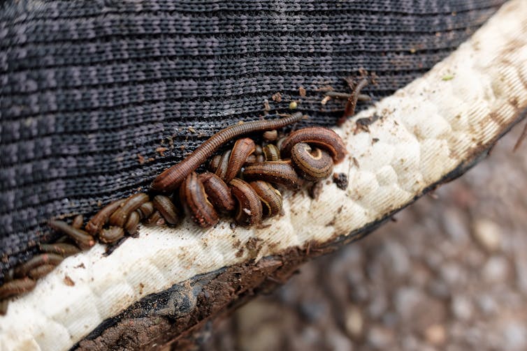 Curious Kids: why do leeches suck our blood?