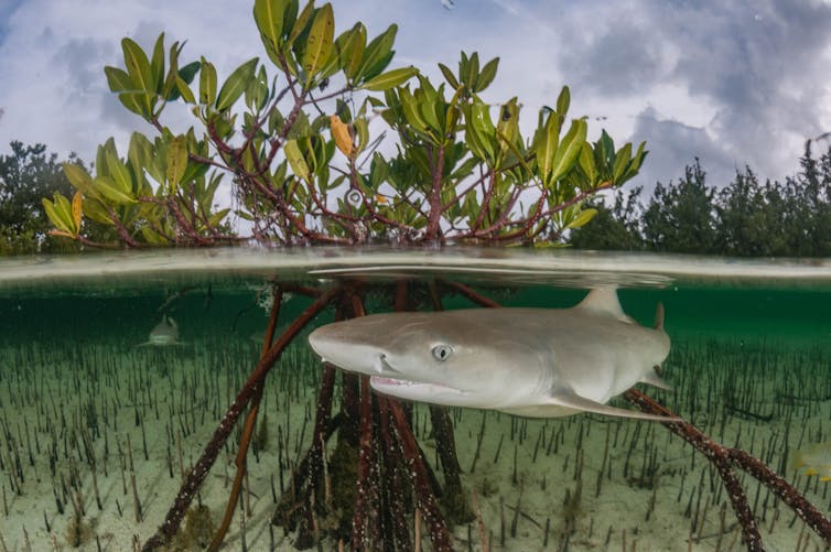 From sharks in seagrass to manatees in mangroves, we've found large marine species in some surprising places