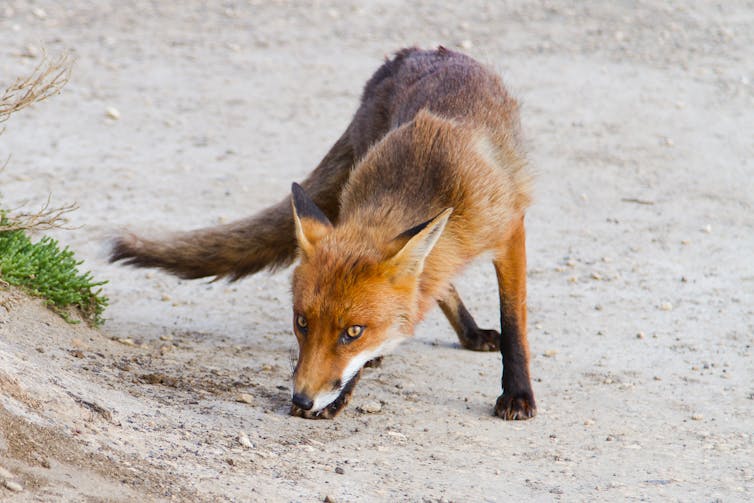 As the dust of the election settles, Australia's wildlife still needs a pathway for recovery