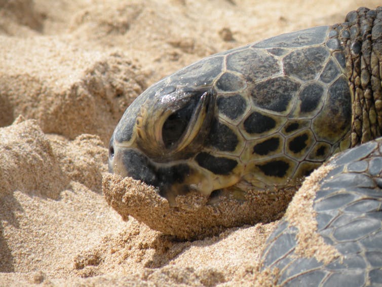 Curious Kids: how do sea creatures drink sea water and not get sick?