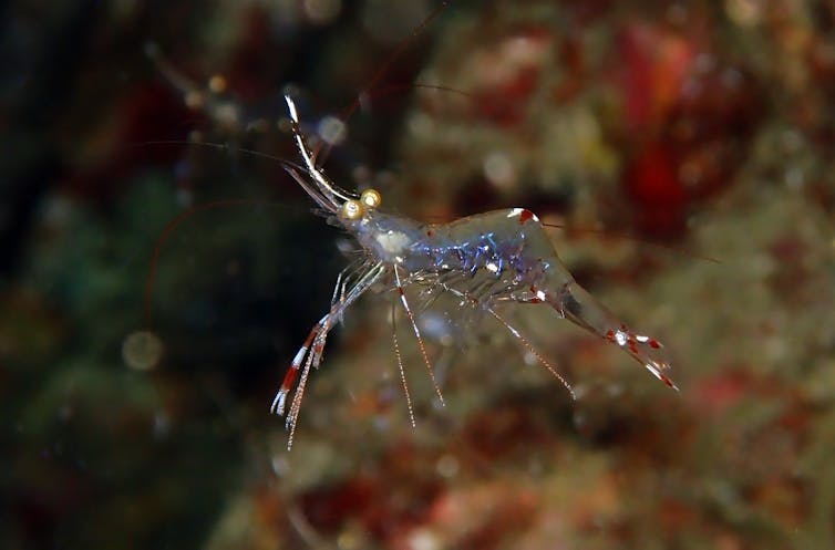 Curious Kids: how do sea creatures drink sea water and not get sick?